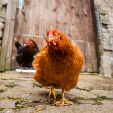 The pair tried to make off with some feathered bounty.