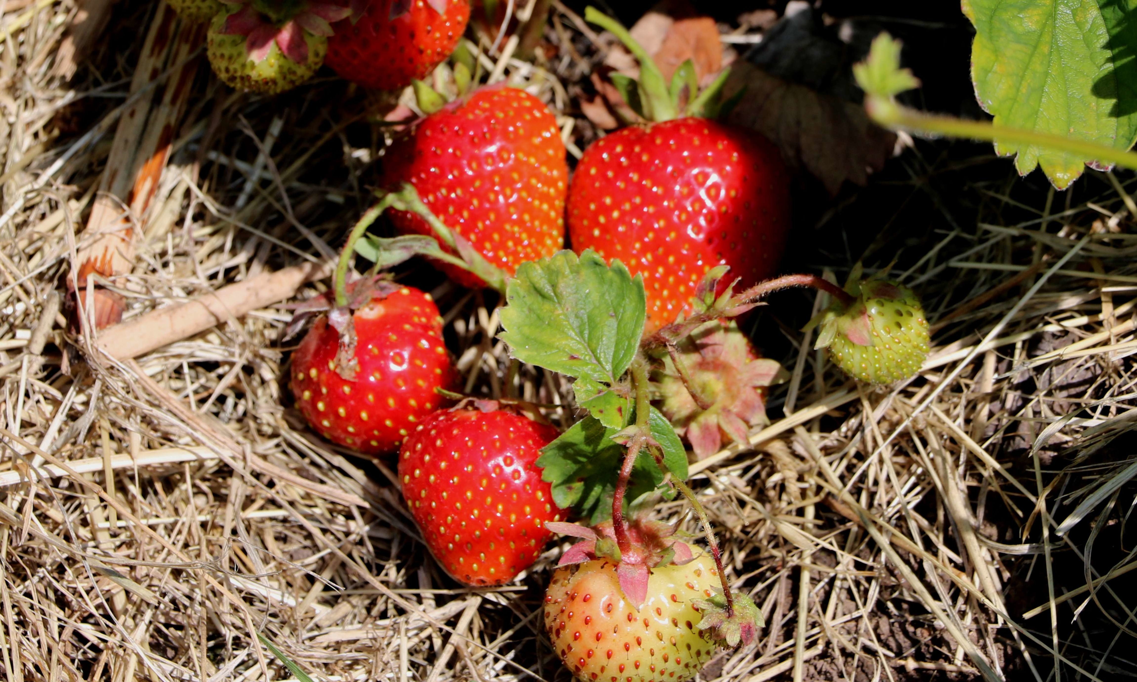 Strawberry Florence ready for picking.