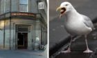 Nesting gulls prevented punters at The Counting House from drinking some of their favourite beers.
