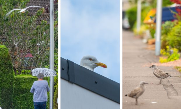Gulls have been attacking residents on an Inverkeithing street.