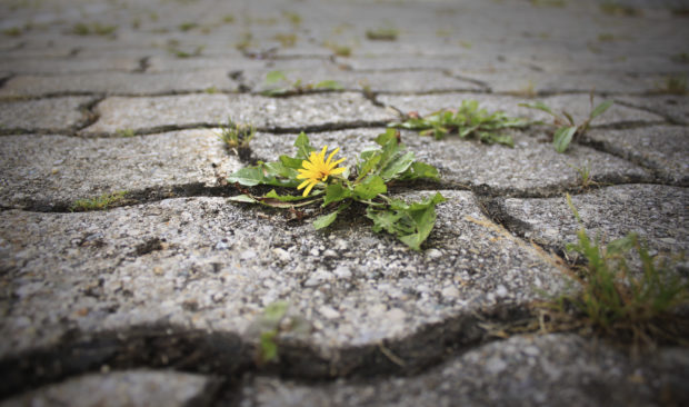 Fife Council should halt use of controversial herbicide and explore other methods of dealing with weeds, says councillor.