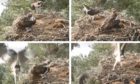 An osprey chick crashes out of its nest at Loch of Lowes.