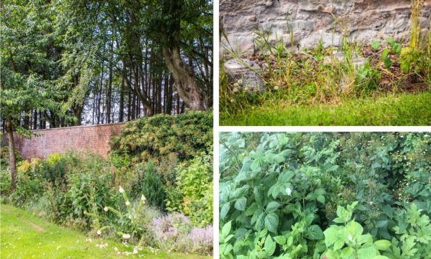 Weeds at Perth Crematorium summer garden.