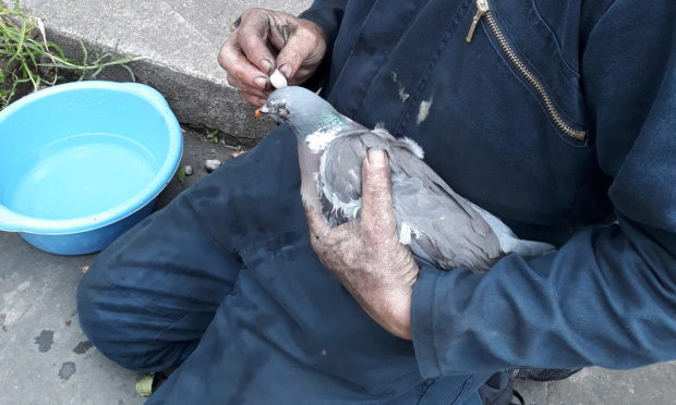 Fife chimney sweep Gary Duncan cleans up the rescued pigeon