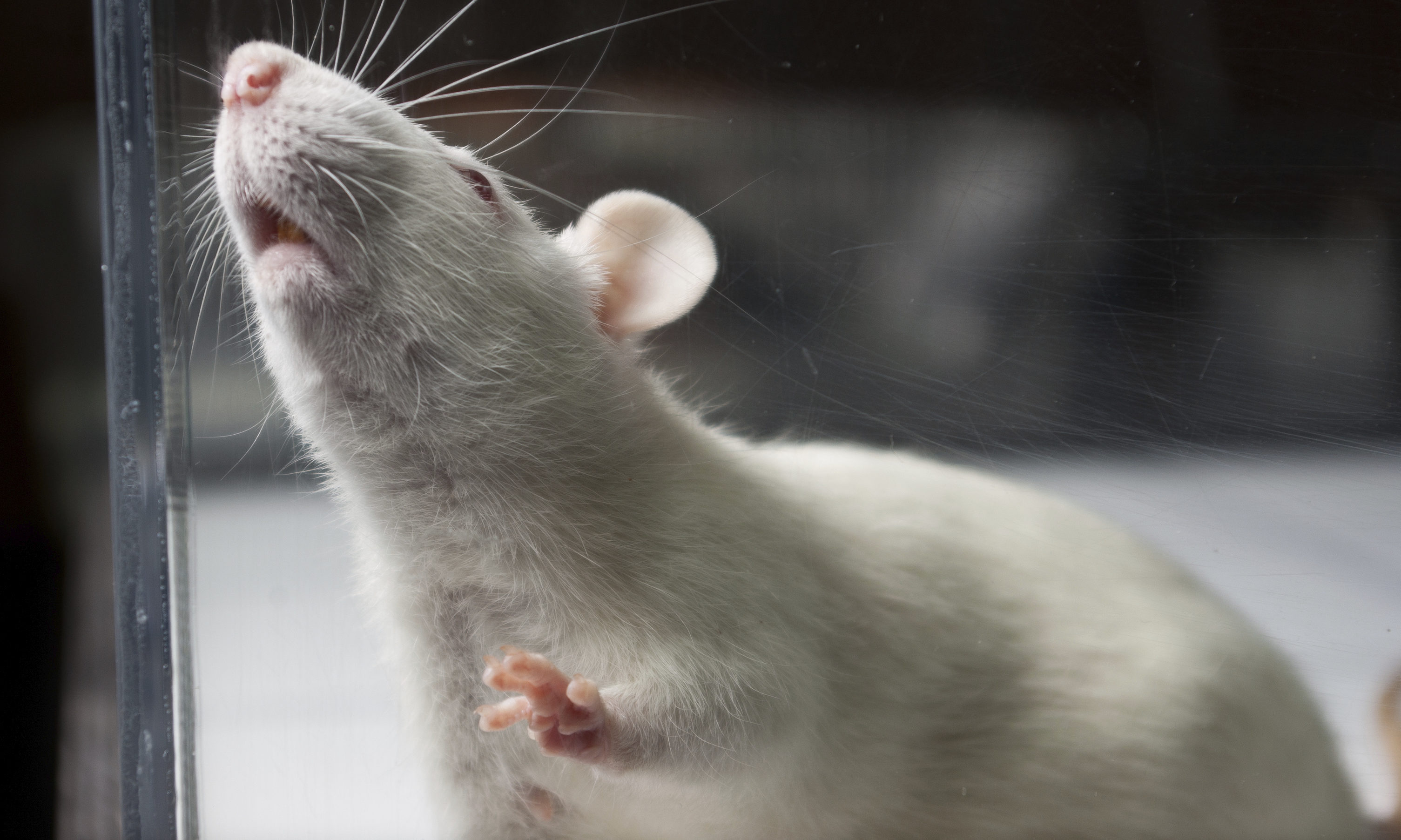 Rats, mice, and frogs were killed last year in experiments at Dundee University