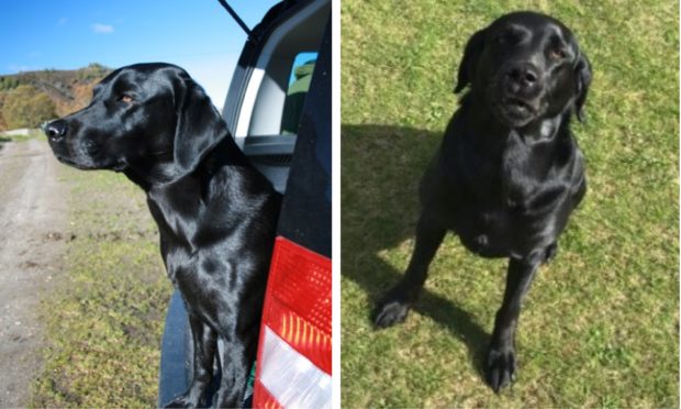 Female black Labrador Retriever Rowan, who disappeared while walking in Ballinluig on July 13.