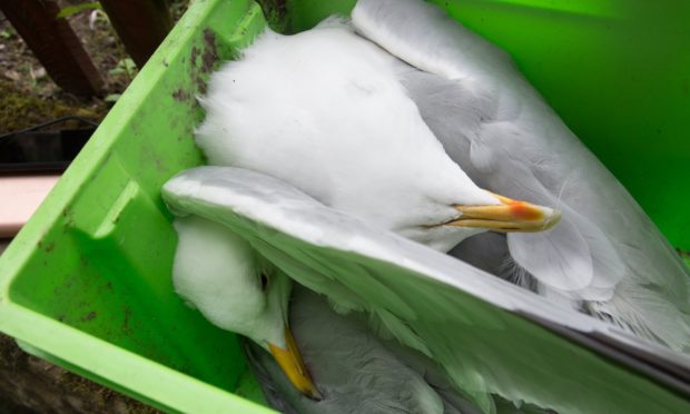 The two dead gulls