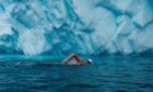 Lewis Pugh polar swimming