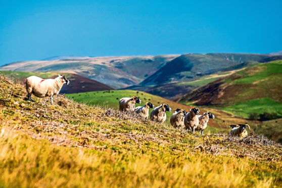 The farmers' union welcomed the call for a fairer split of UK farm monies, but insisted that additional funds couldn’t all go “up the hill”.