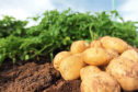 Potatoes in Practice takes place on the outskirts of Dundee.
