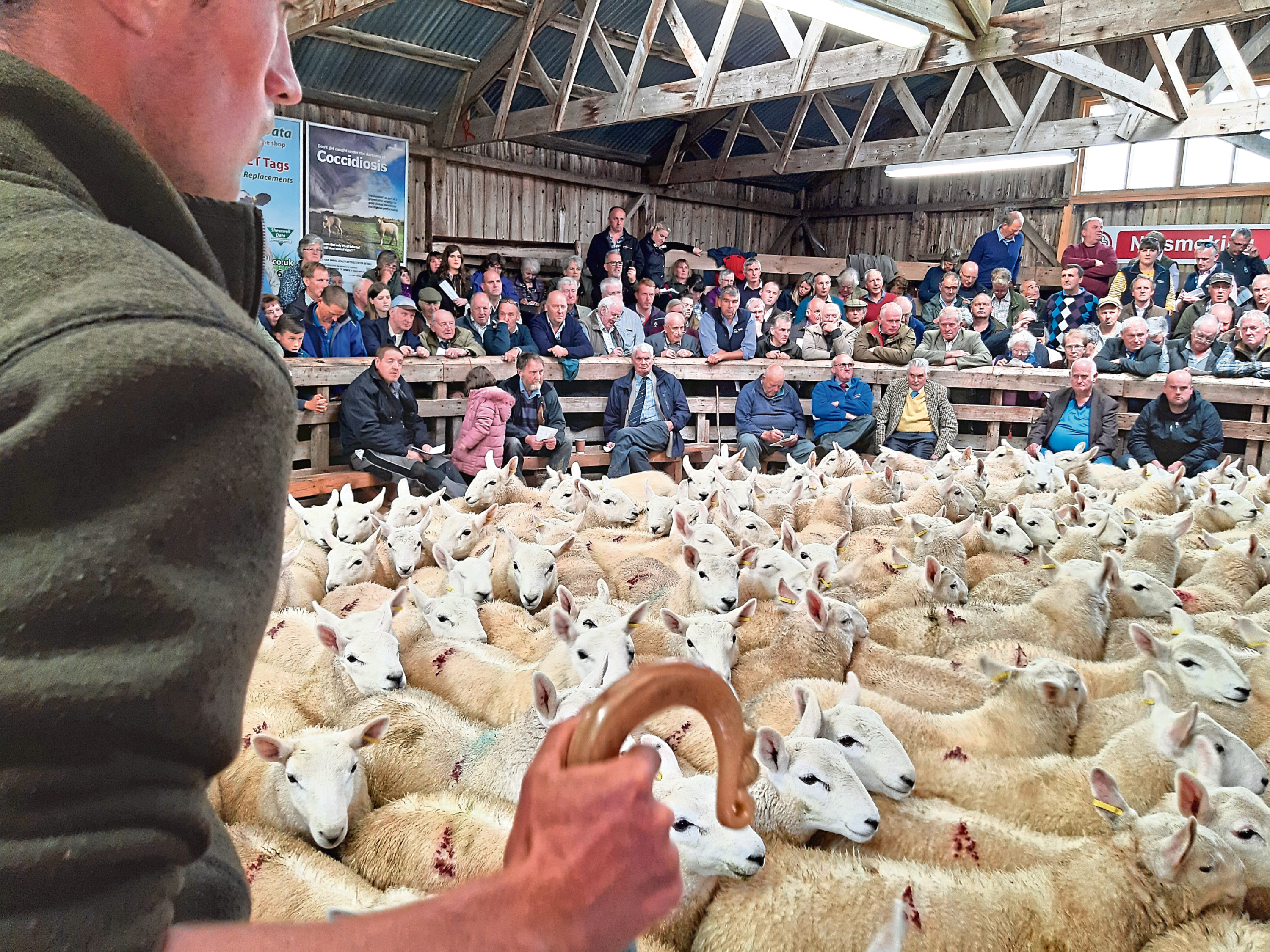 The scene inside the sale ring at Lairg.