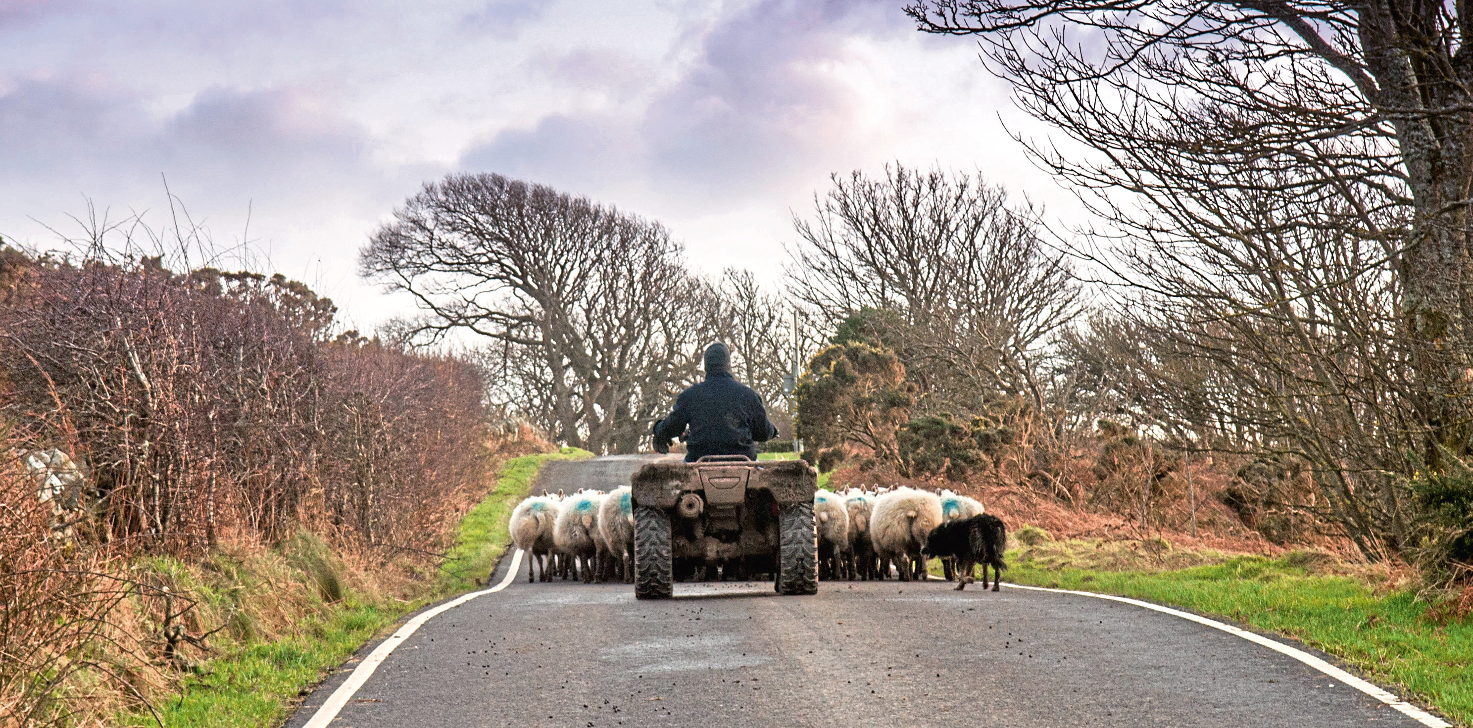 A report raises fears that a no-deal Brexit would render the majority of farm businesses unviable.