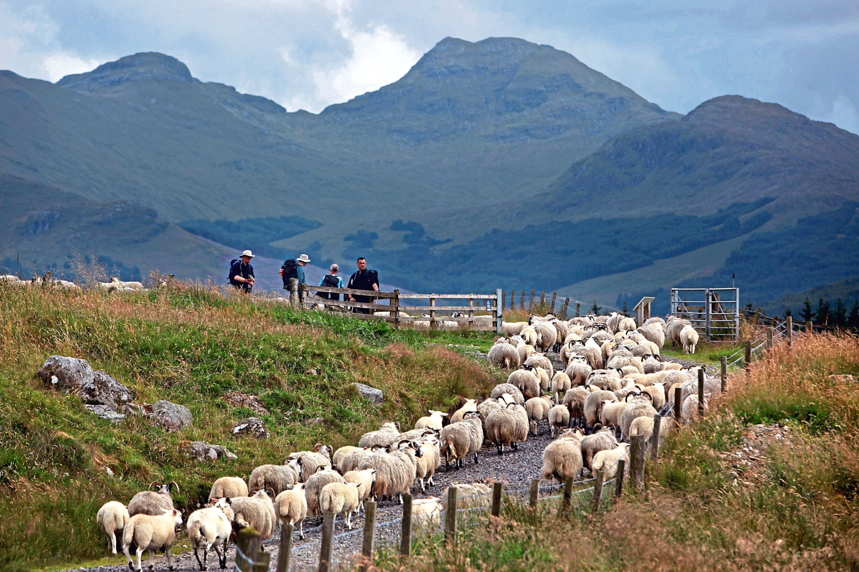 A successful agricultural industry brings benefits to the wider Scottish rural economy.