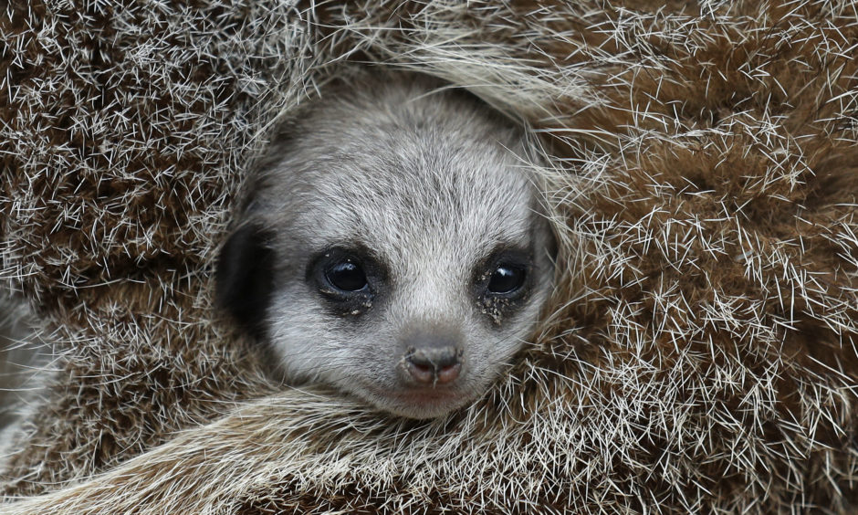 A baby meerkat begins to leave its den and explore the enclosure at Blair Drummond Safari Park near Stirling. The four week old pups were born in their underground den and are reared by their mother with the help of other members of the mob.