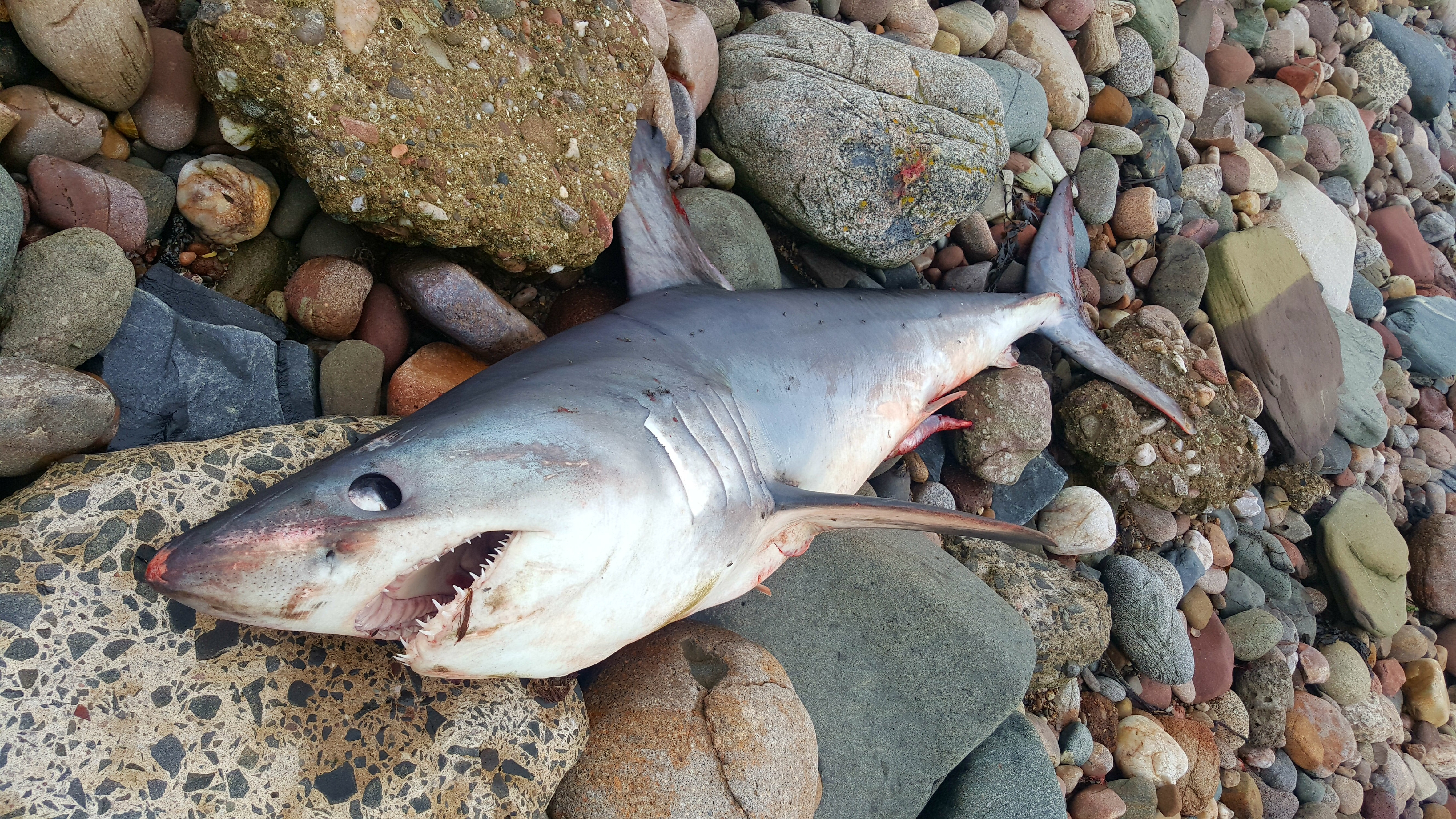 The shark washed up on Arbroath beach. (Picture: Laura Laws).