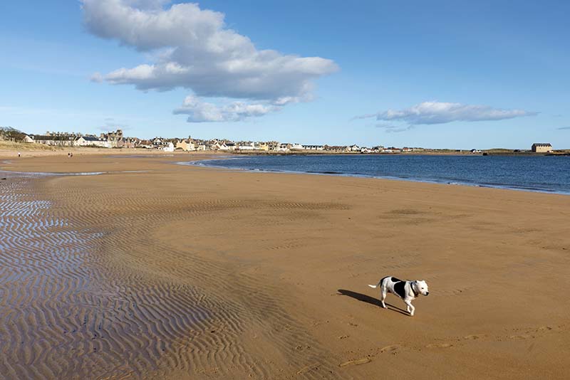 Elie and Earlsferry is a hotspot for holiday homes.