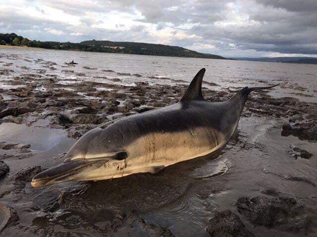 Dolphins were stuck on mud flats in the Forth.