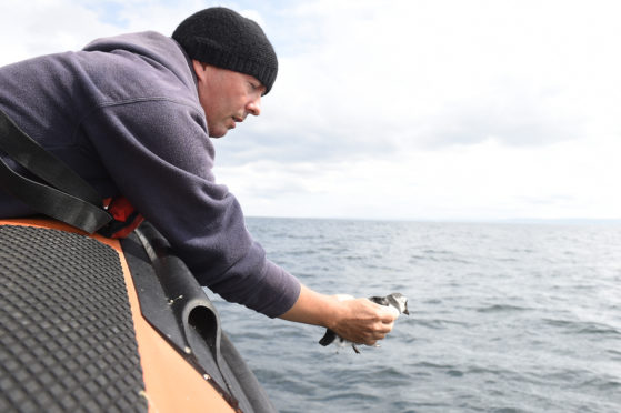 A puffling is released near the Isle of May.