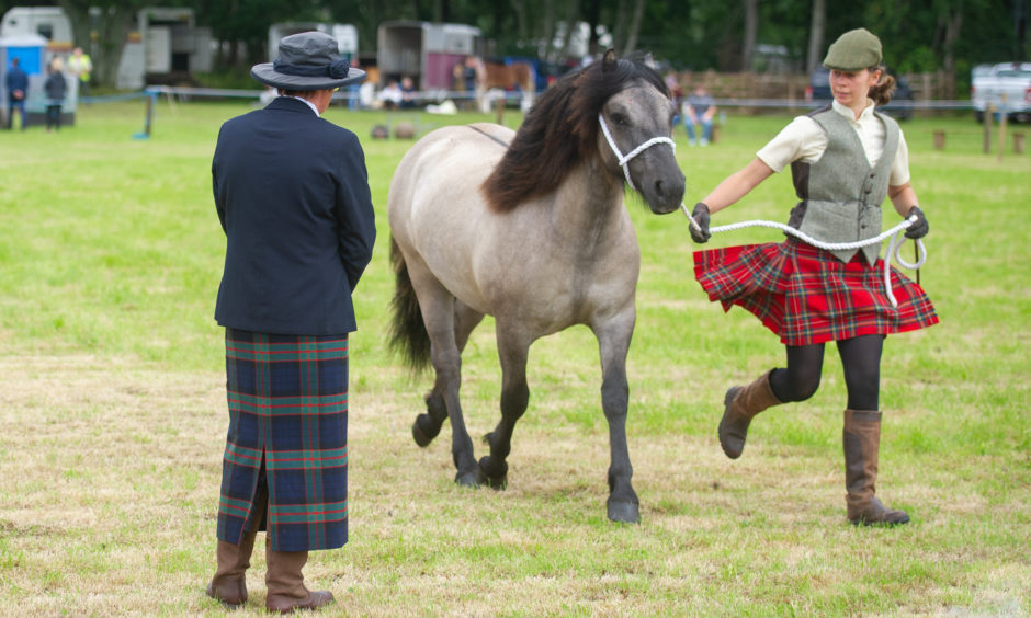 Judging of one of the horse categories.