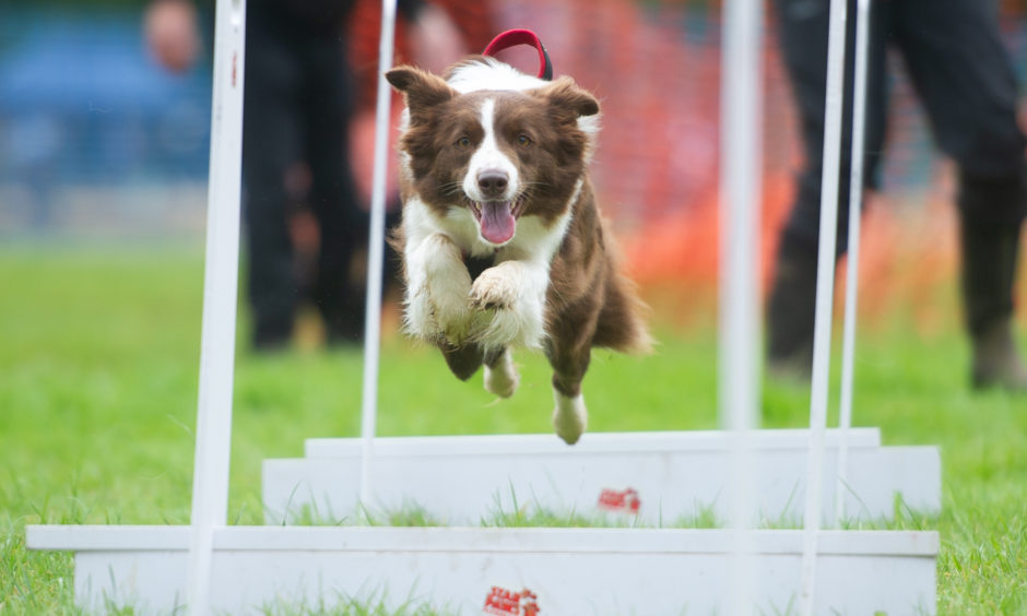 Star Paws Flyball start their demonstration with a competitive race - 'Finn' leaps through the course, All pictures by Kim Cessford / DCT Media