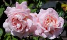 Pink rose Myriam