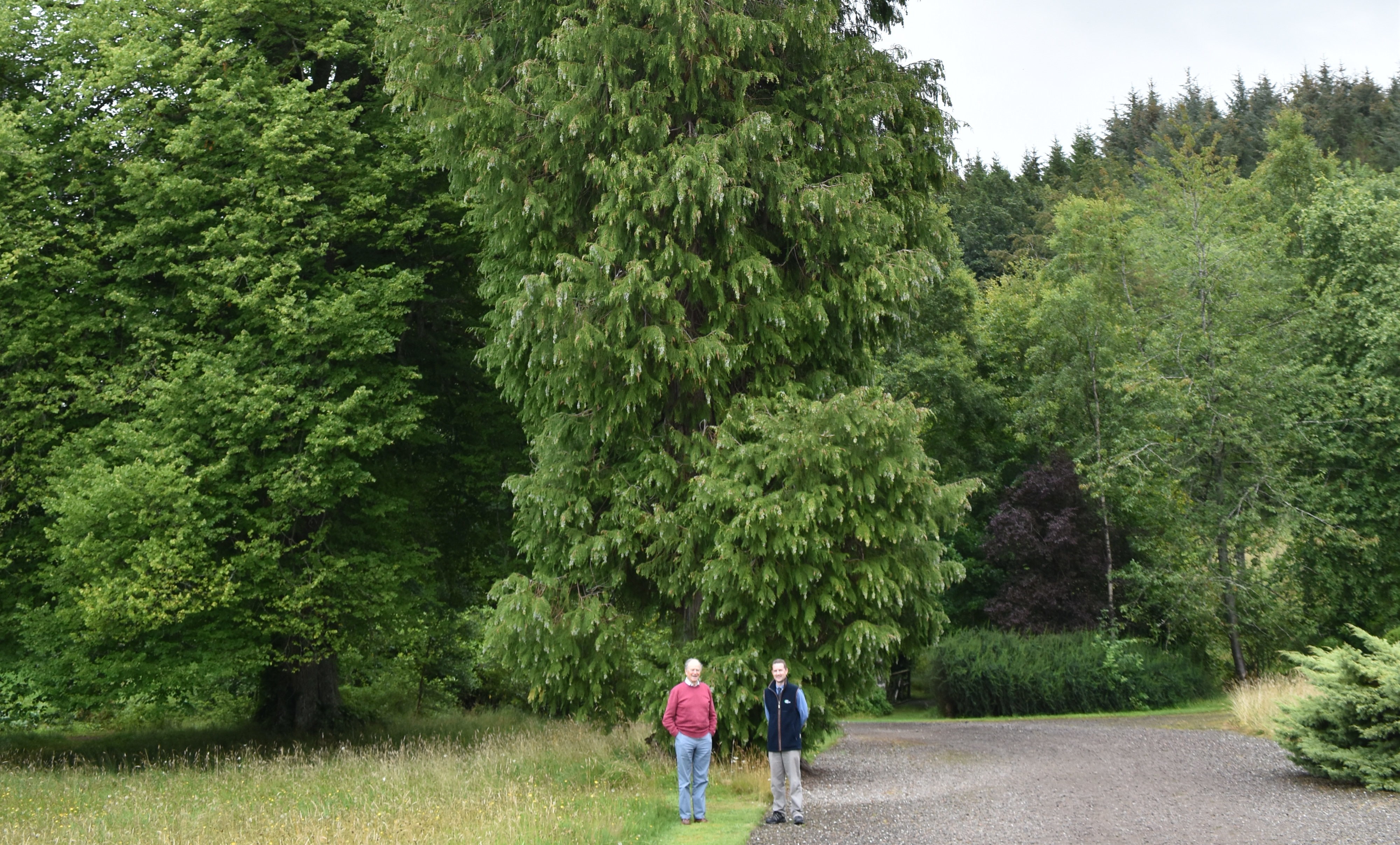 The tallest Leylandii tree in Scotland has been discovered in Gleneagles