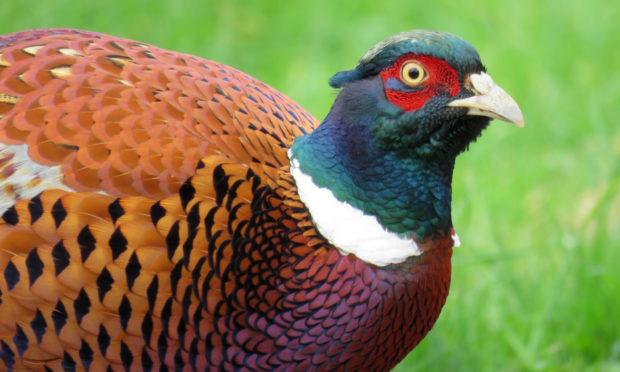 A pheasant