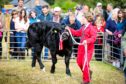Ruby Simpson (12)  Alyth, reared the champion from a calf.