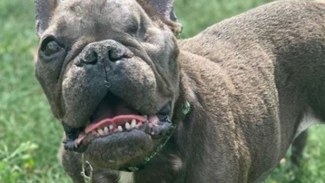 Eight-year-old Ugly Betty arrived at an RSPCA branch in Essex last month.