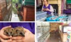 The Forth Hedgehog Hospital in Rosyth was hit by the floods.