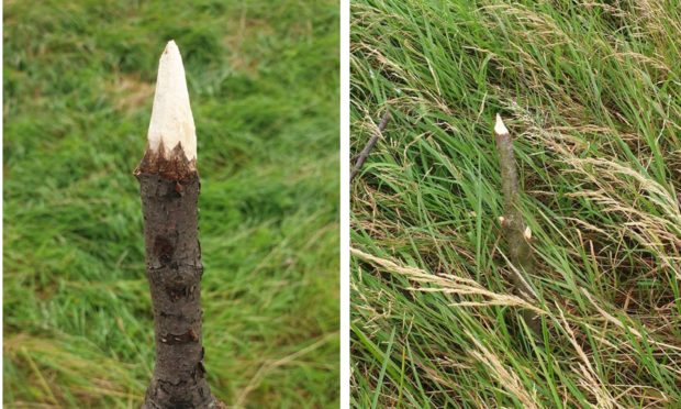 Spikes found near Levenmouth Academy.