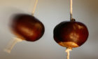 Conkers could soon be a thing of the past.