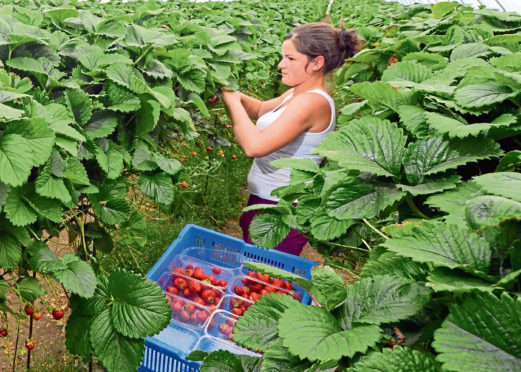 The farmers' union says many businesses “will be unproductive” without non-UK workers.