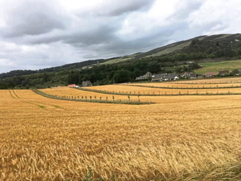 Parkhill, where Roger Howison is planting barley and apple trees together.