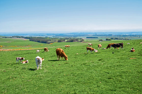 Balquhadly Farm overlooks Strathmore.