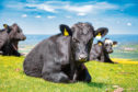 The ScotEID database will bring together all farm livestock movements.
