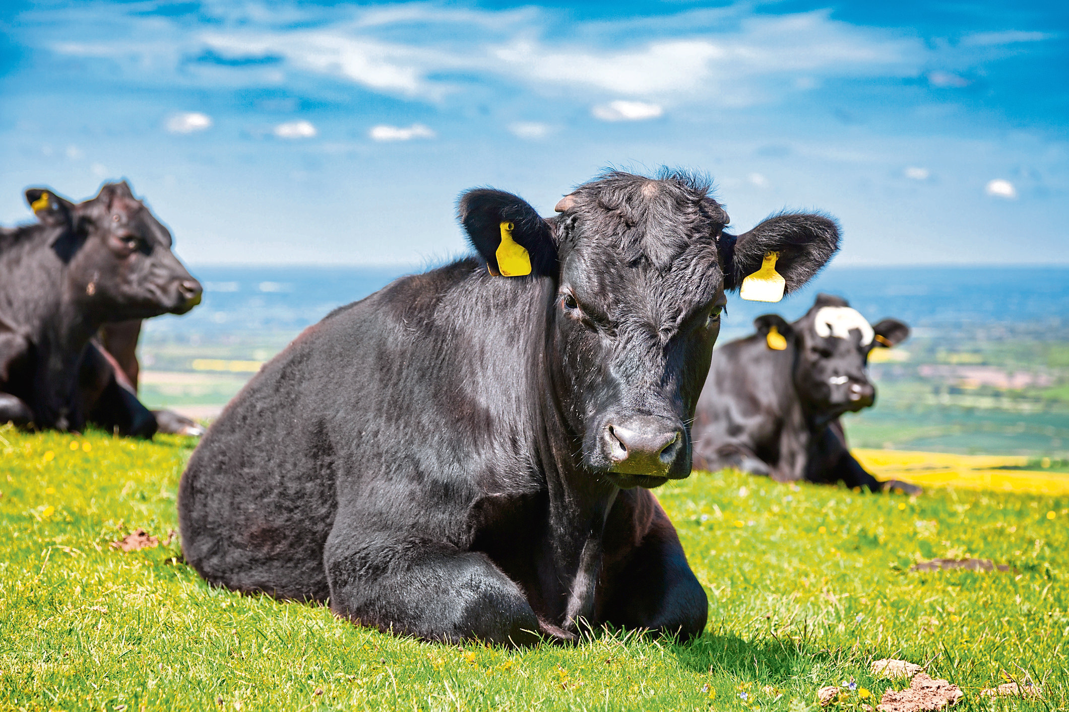The ScotEID database will bring together all farm livestock movements.