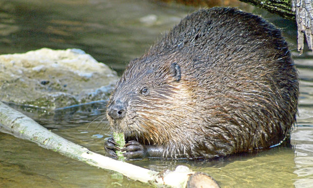 Native to Scotland, beavers help create biodiversity.