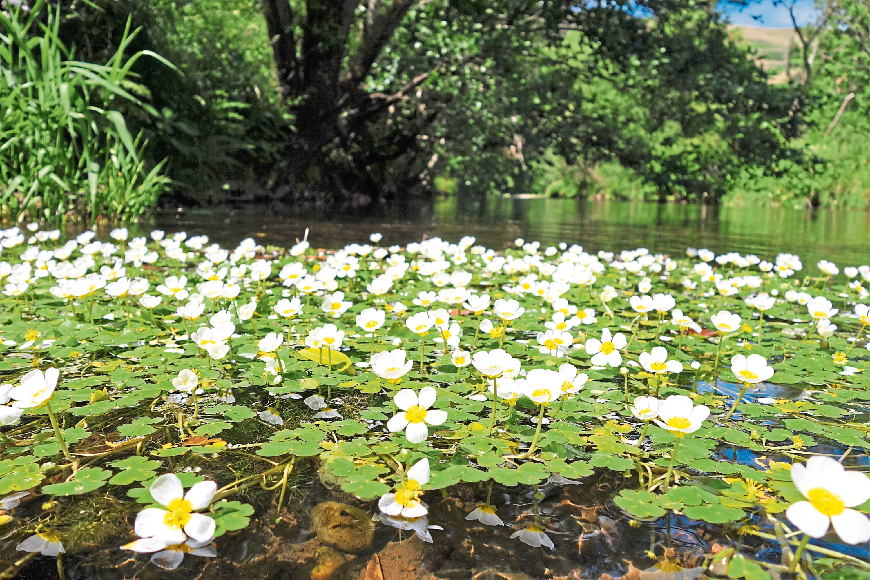 Watercrowfoot in nature