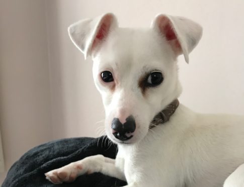 Buttons was found at the side of the road.