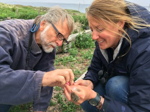 Dr Chris Redfern and Bex Outram, SNH, with Hybrid chick.