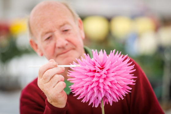 Rab Ritchie from Kettlebridge setting up Dahlia blooms at Dundee Flower and Food Festival.