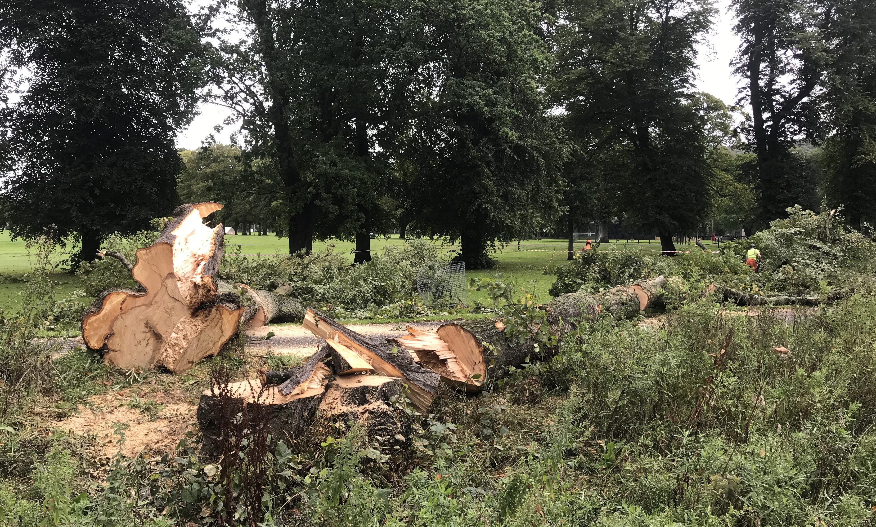 Giant lime trees have been felled at South Inch, Perth