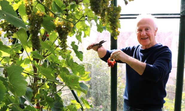 Picking Seigerrebe grapes