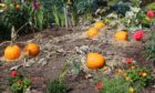 Pumpkins ripening up in the hot sun