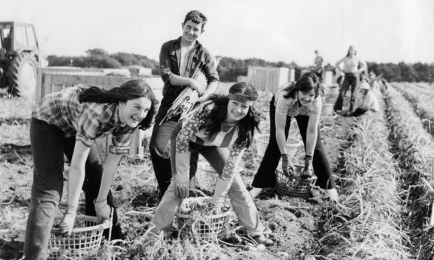 Tattie picking near Arbroath in the 1970s.