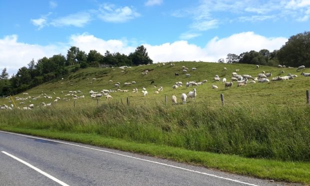 The lambs were stolen from a pen near Killin.