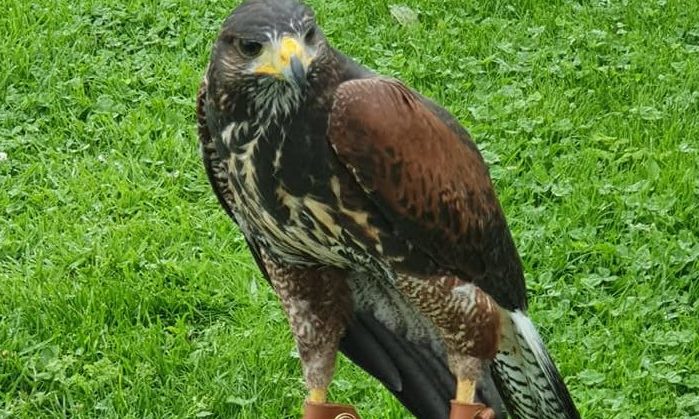 The hawk is missing from Barns of Claverhouse area.