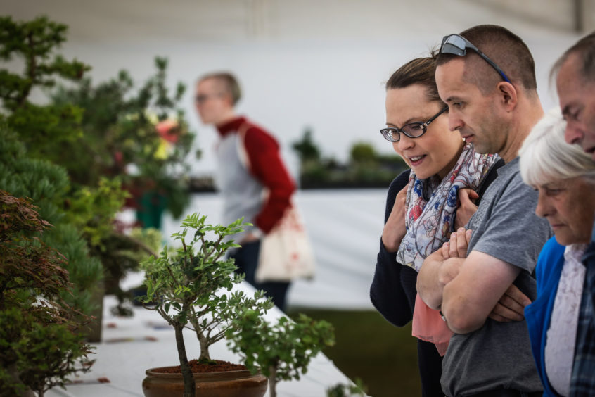 The public admire the bonsai trees that have been submitted for judging on Saturday at the 2019 Dundee Flower and Food Festival.