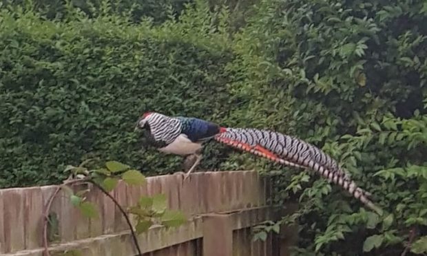 The Lady Amherst's Pheasant which was spotted in St Andrews.